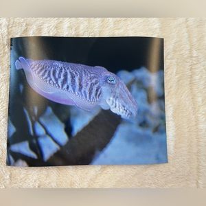 Unique wall decor of Cuttle fish print only